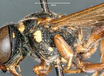 Media type: image;   Entomology 31087 Aspect: thorax lateral